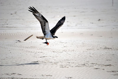 Seagull flying