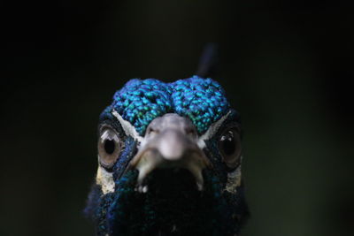 Close-up of human representation against blurred background