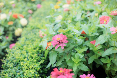 Close-up of pink flowering plants in park