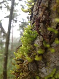 Close-up of moss growing on tree trunk