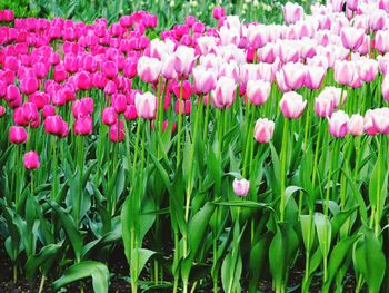 Red tulips blooming in field