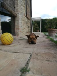 Portrait of dog with ball on floor against sky