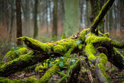 Close-up of moss growing on tree trunk