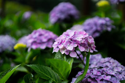 Close-up of pink hydrangea flowers