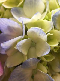 Close-up of flowers