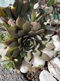 Close-up of succulent plant