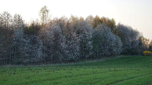 Grass growing on field against sky
