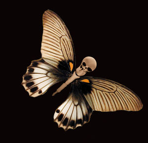 Close-up of butterfly over black background