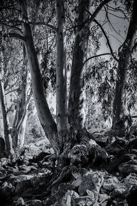 Low angle view of trees in forest