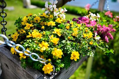 High angle view of yellow flowering plant