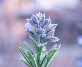 Close-up of purple flowering plant