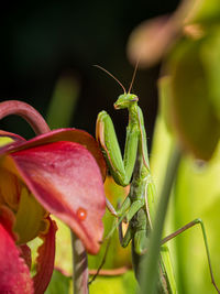 Praying mantis