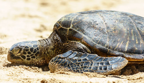 Close-up of a turtle