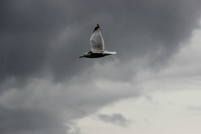 Low angle view of seagull flying against sky