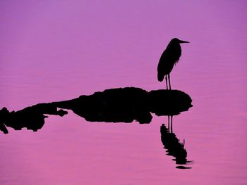 Silhouette bird flying over lake against sky during sunset