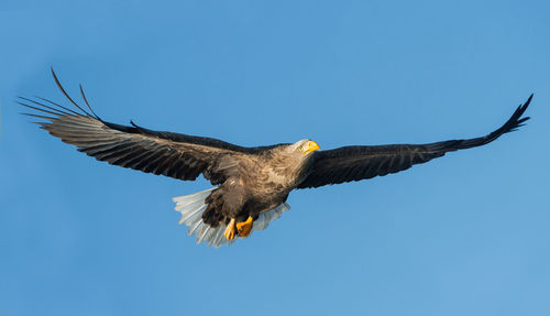 Low angle view of eagle flying against clear blue sky