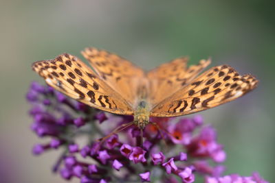 Close-up of butterfly on purple flower