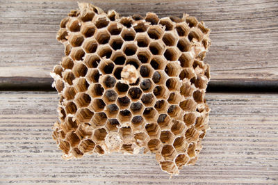 Close-up of beehive on wood