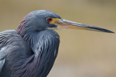 Close-up of heron perching outdoors