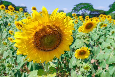 Close-up of sunflowers on field