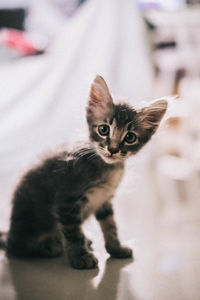 Portrait of kitten