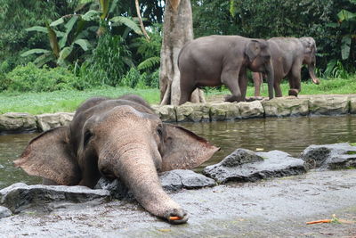 Elephant drinking water on rock