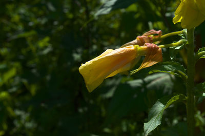 Close-up of yellow flowering plant