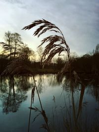 Reflection of trees in lake