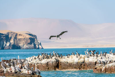 Birds flying over sea against clear sky