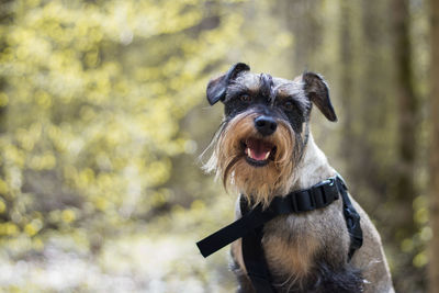 Portrait of a dog