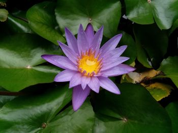 Close-up of purple lotus water lily in pond