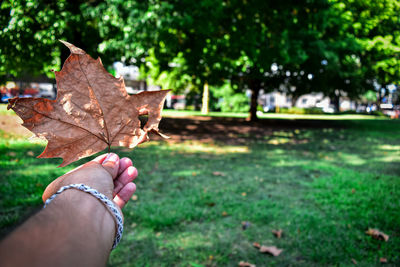 Midsection of person holding maple leaves during autumn