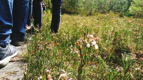 Low section of flowers on field