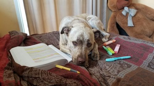 Dog sitting on book