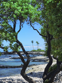 Trees by sea against blue sky