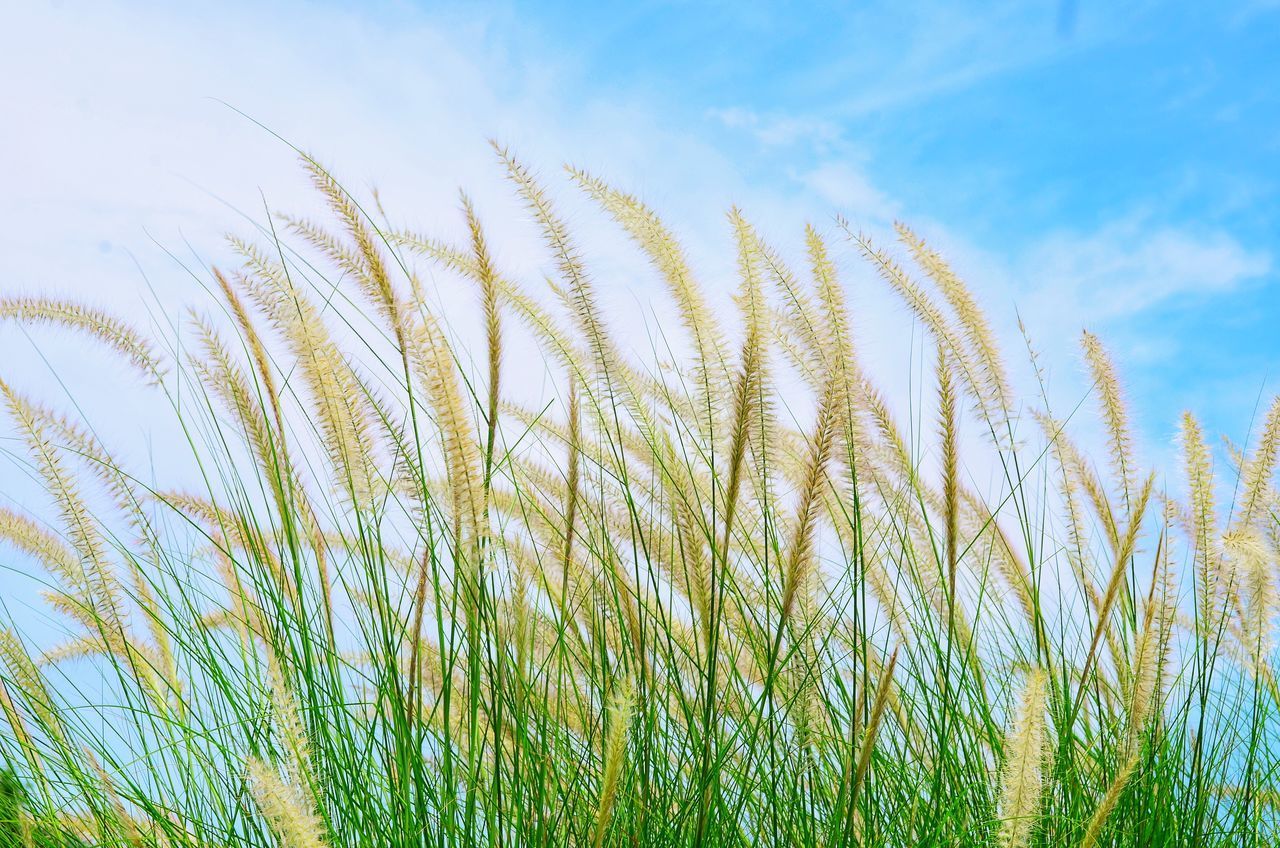 LOW ANGLE VIEW OF TALL GRASS ON FIELD AGAINST SKY