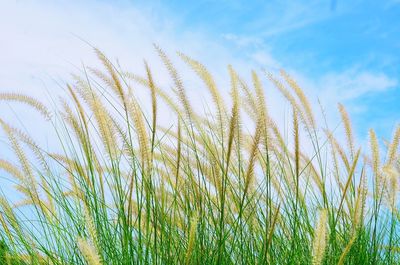 Low angle view of stalks against sky