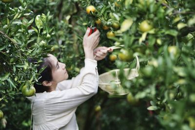 Close-up of woman holding fruit