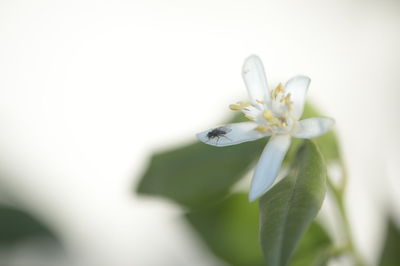 Close-up of white flowering plant