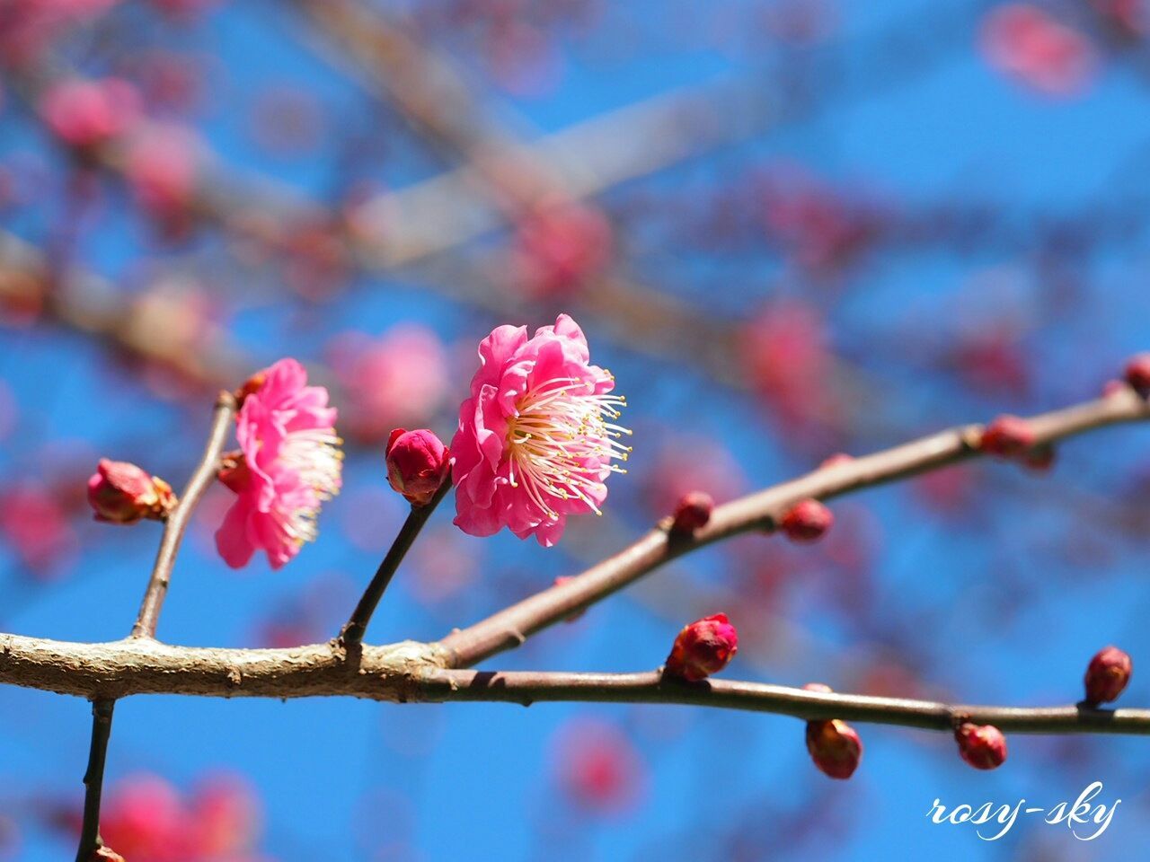 branch, flower, focus on foreground, freshness, pink color, growth, tree, close-up, nature, twig, fragility, beauty in nature, low angle view, day, bud, outdoors, selective focus, no people, blossom, cherry tree