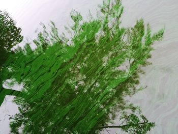 High angle view of plants