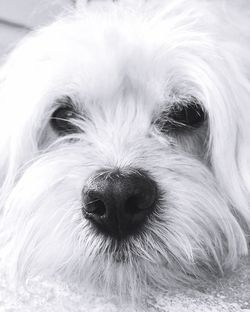 Close-up portrait of dog