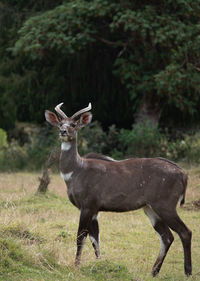 Portrait of deer standing on field