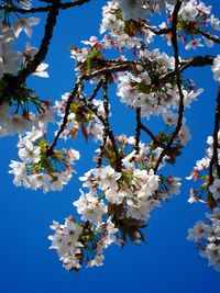 Close-up of apple blossoms in spring