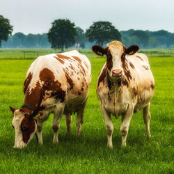 Cow standing in field