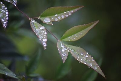 Close-up of raindrops on plant