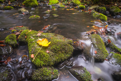 High angle view of plants by stream