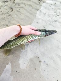 Cropped hand of person holding fish at beach
