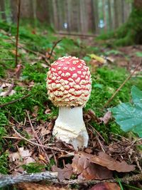 Close-up of mushroom growing on field