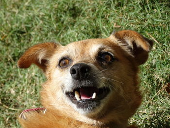 Close-up portrait of dog